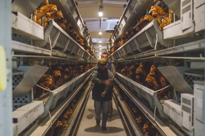 Consultanță americană în domeniul creșterii ecologice a animalelor