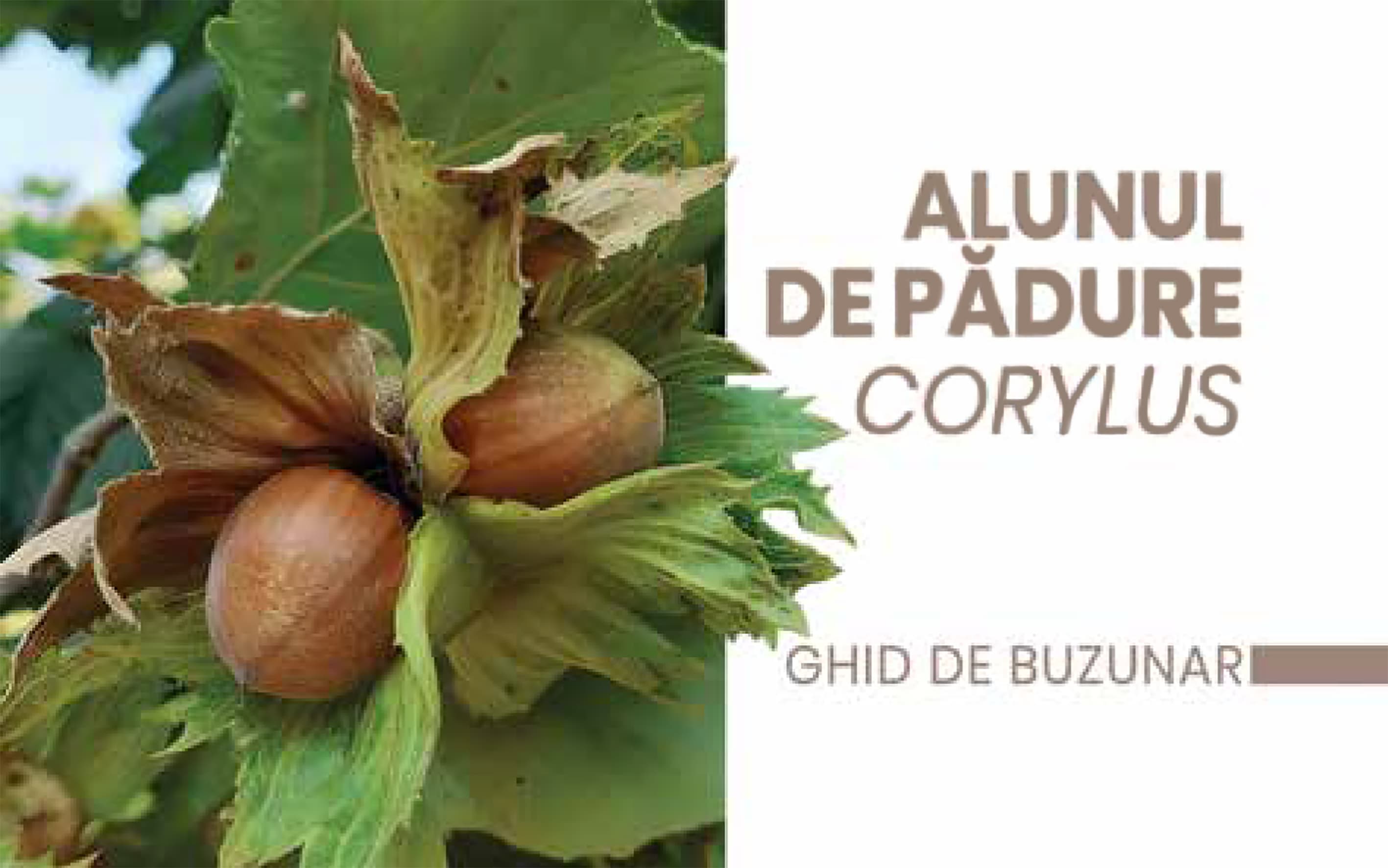Ghid de buzunar privind cultivarea alunelor de pădure