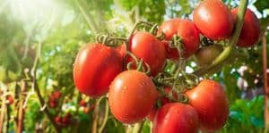 Turcia anunță limitarea exportului de tomate până pe 14 aprilie 2023