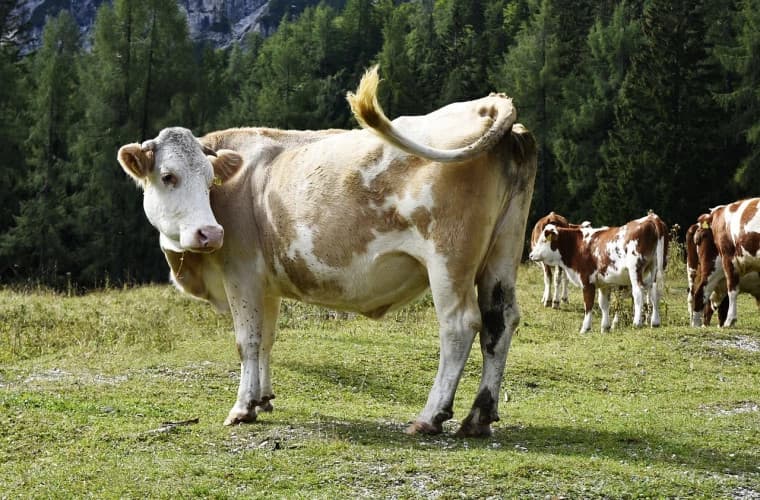 Tot mai puține vaci la sate. Producția de lapte scade, importurile cresc