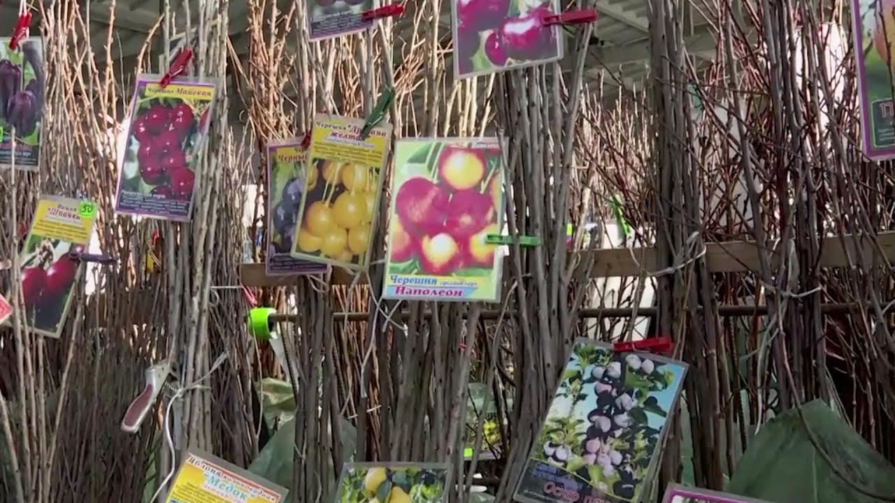 Iarmaroc cu material săditor și semincer, la Chișinău