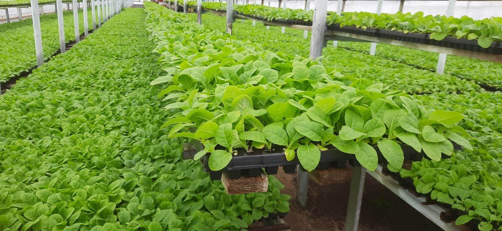 Sectorul de cultivare și prelucrare a tutunului ar putea fi revitalizat