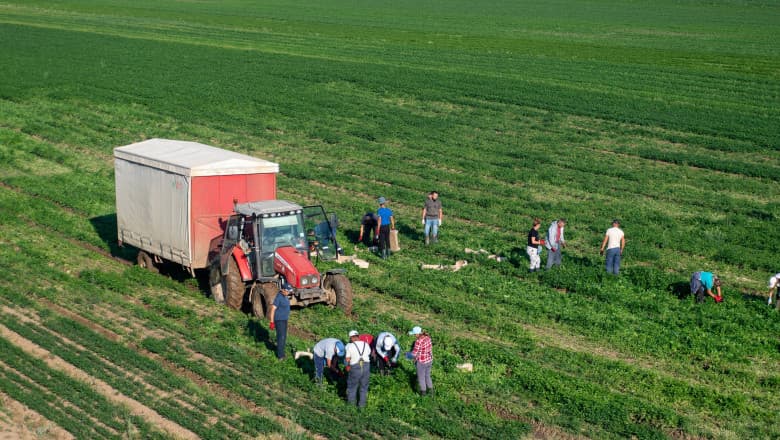 Marea Britanie promite 45.000 de vize sezoniere în agricultură