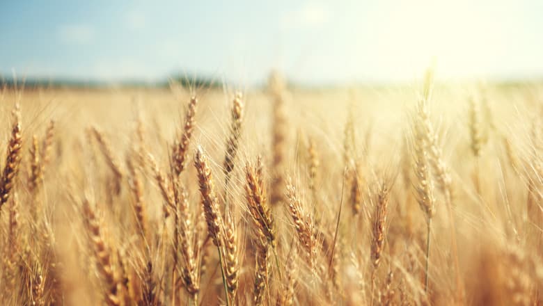 Starea bună a culturilor de grâu din UE ţine în frâu costurile cu alimentele