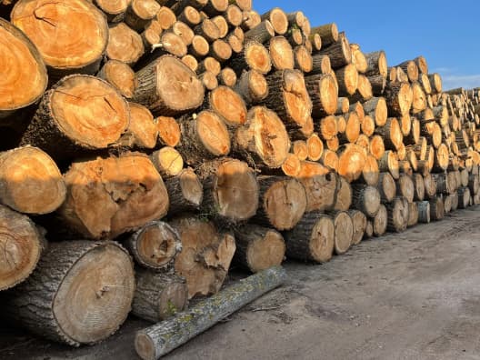 1400 de arbori au fost tăiați, cu prejudicii de peste jumătate de milion / VIDEO