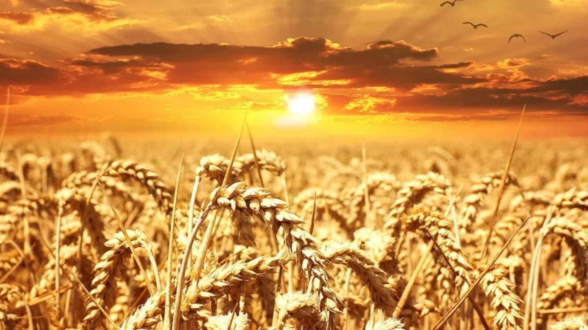 2024 ar putea fi cel mai cald an din istorie