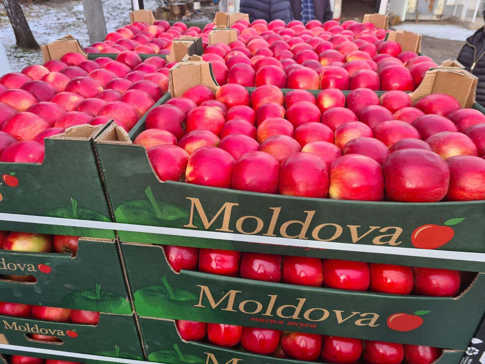 Exporturile de mere moldovenești în decembrie - cele mai mici din ultimii cinci ani