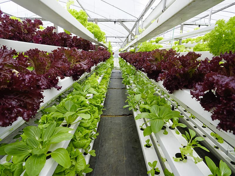 Agricultura pe verticală, de la Pământ, la Lună