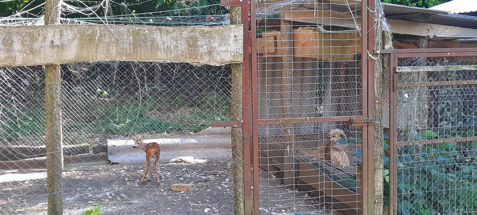 Pui de căprioară găsit și salvat de un agricultor / FOTO