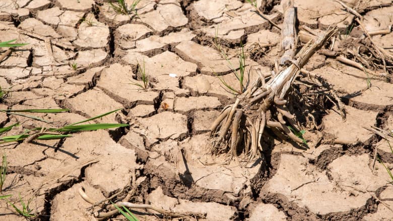 Temperaturile record pârjolesc pământul și omoară viața din oceane