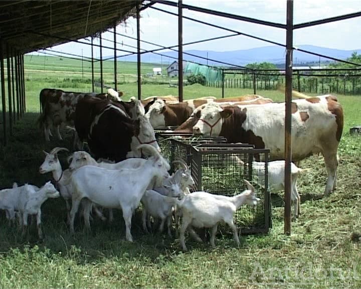 Protejați animalele pe timp de caniculă
