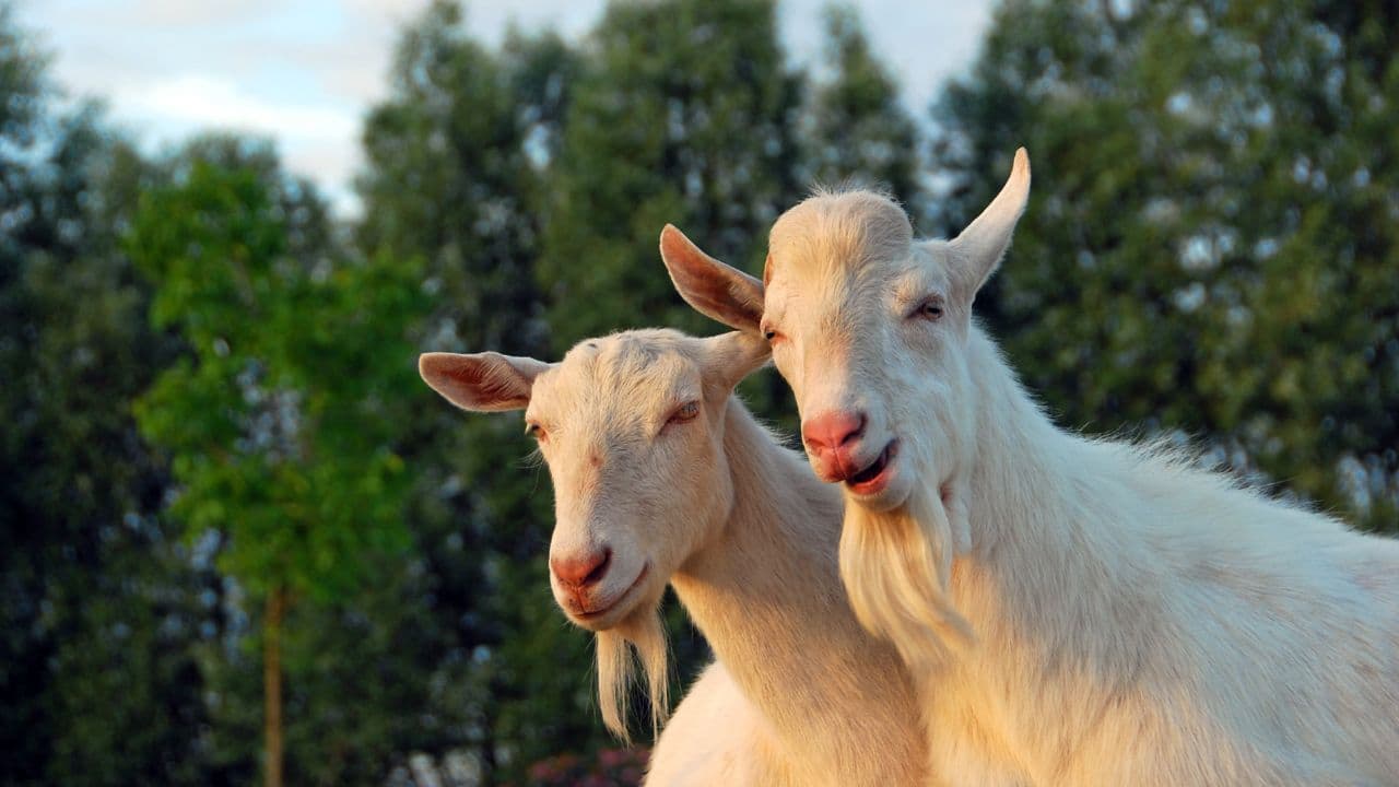 O infecţie respiratorie mult mai letală decât Covid, transmisă de capre