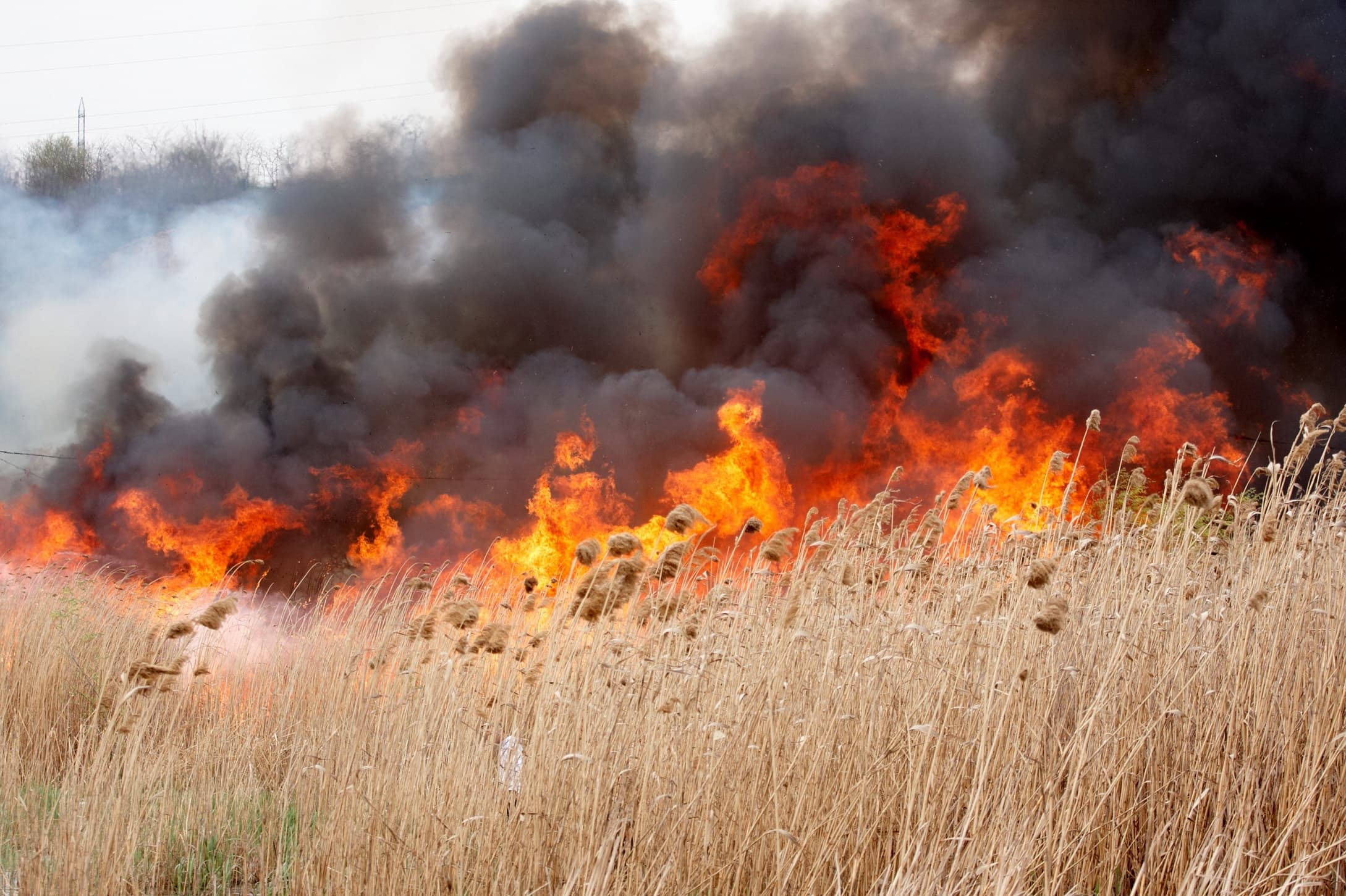 Peste 50 hectare de orz și grâu, nimicite de flăcări, la Anenii Noi