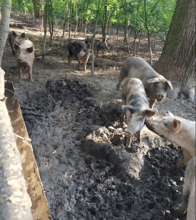 Incredibil! O pădure din Drochia, adăpost pentru porcii domestici