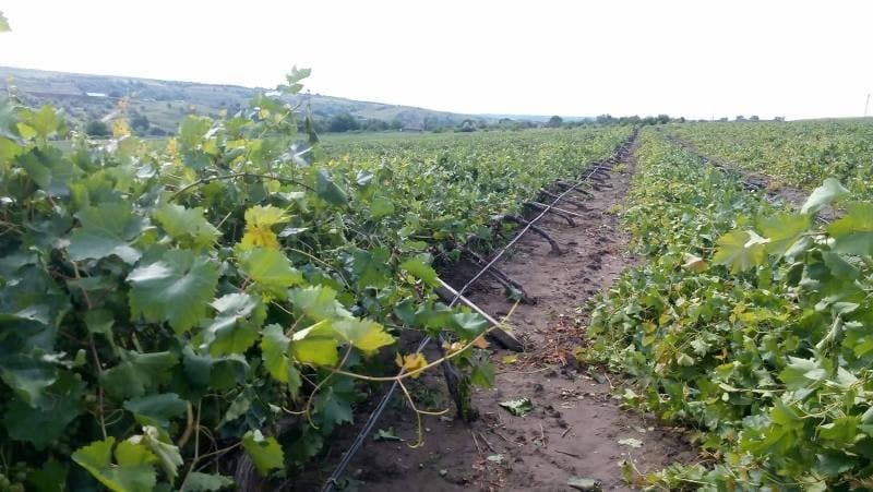 Ploi puternice – pagube mari. Au avut de suferit culturile agricole / VIDEO