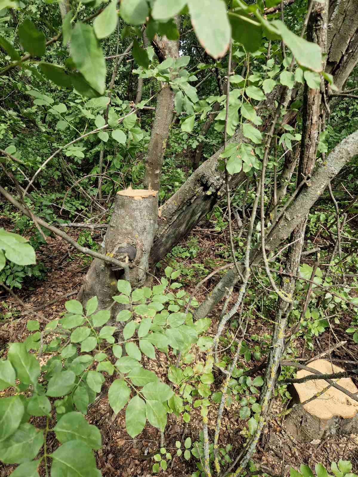 Tăieri ilicite în raionul Leova / FOTO