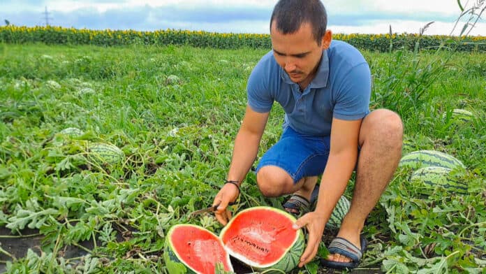Pepeni verzi – fără chimicale la Soroca