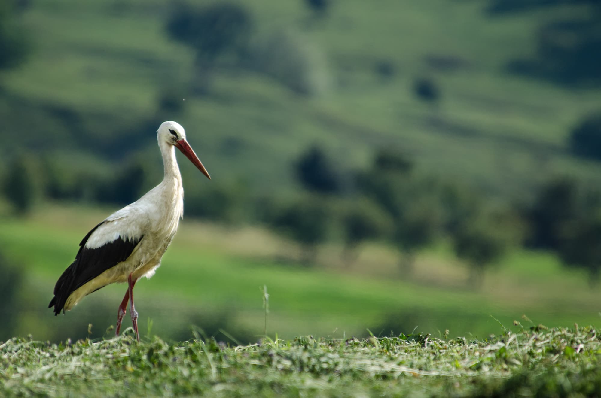 A fost salvat! Un cocostârc, salvat după de a rămas blocat pe un stâlp/FOTO