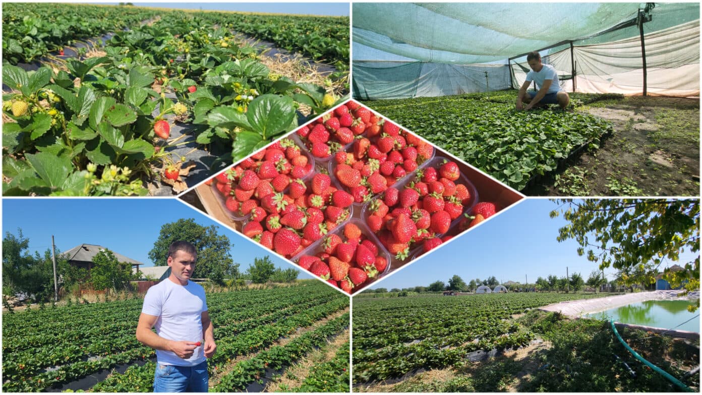 Afacere de succes cu căpșuni în satul Inundeni