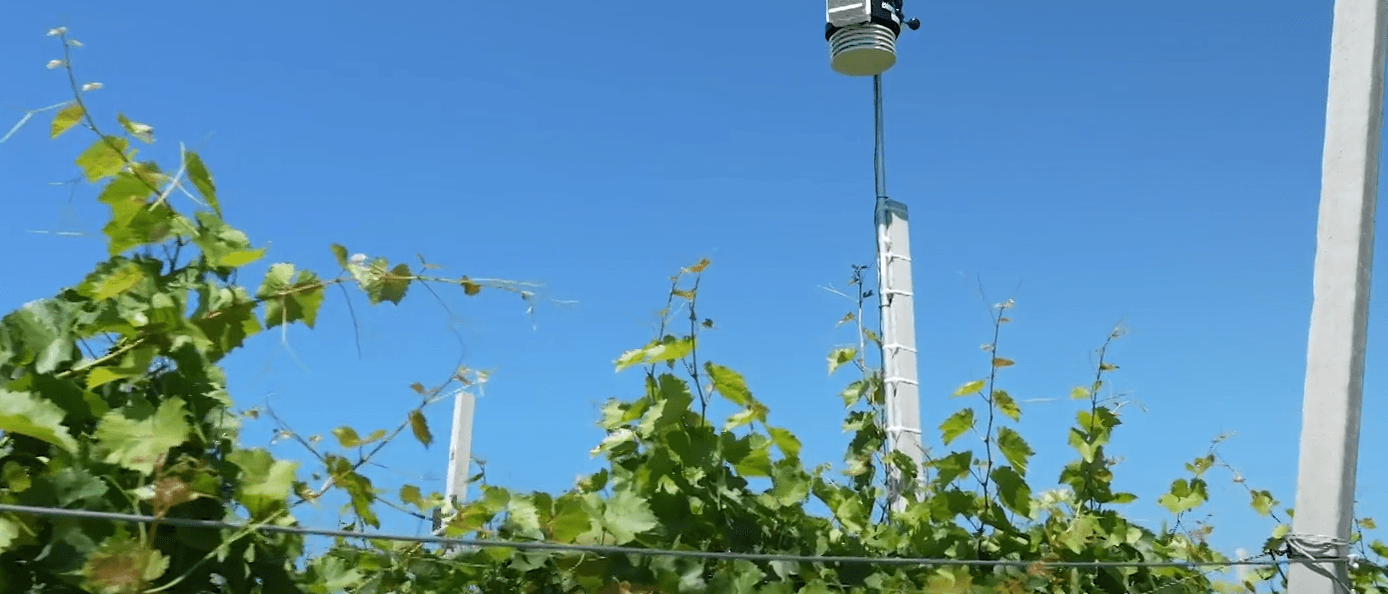 A instalat în via sa o stație meteo, senzori și capcane pentru dăunători