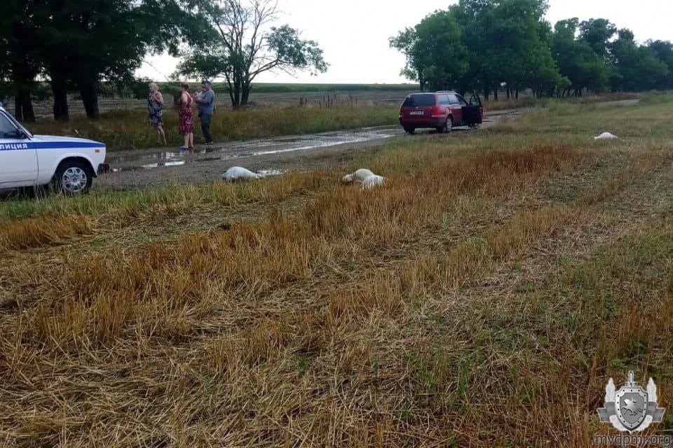 Moarte masivă a caprelor în stânga Nistrului
