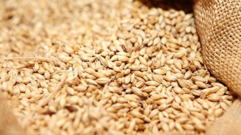FAO: Producția de cereale ucrainene, mai mare decât estimările