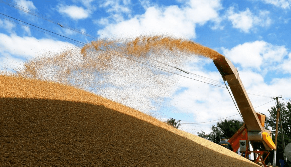 Producție agricolă la un minim istoric: Scăderi masive la porumb și floarea-soarelui în România