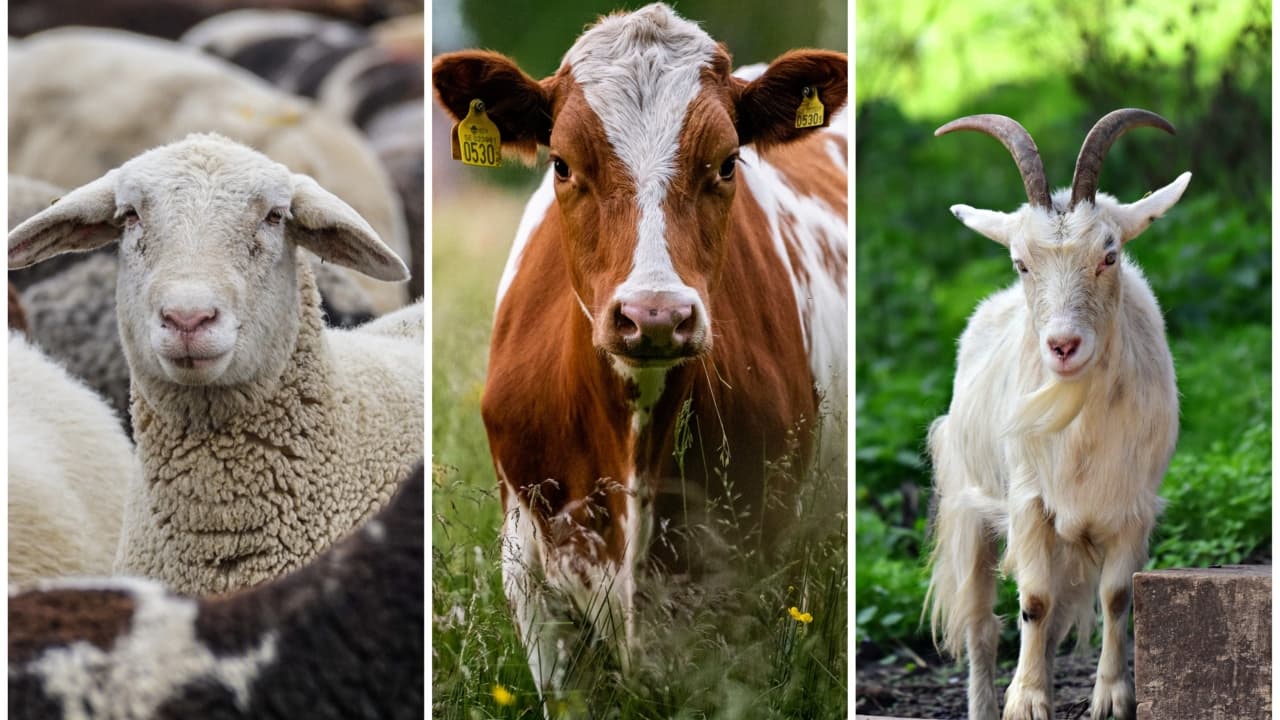 Au fost acreditate metode noi de testare pentru animale