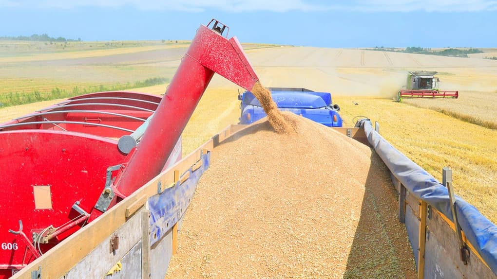 Egiptul a cumpărat o jumătate de milion de tone de grâu rusesc