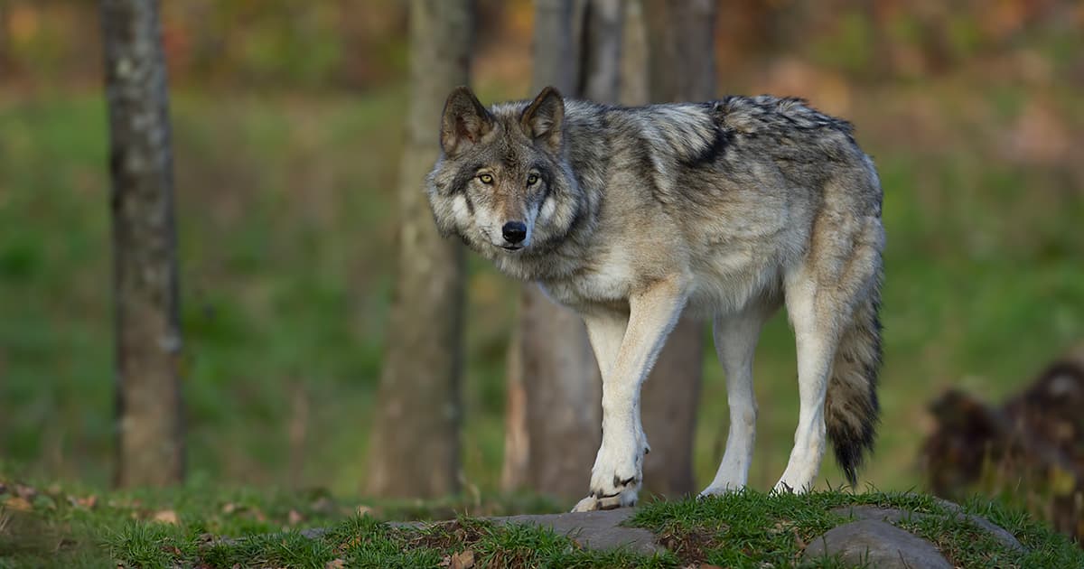 Ce ia în considerare eliminarea statului de protecție al lupilor