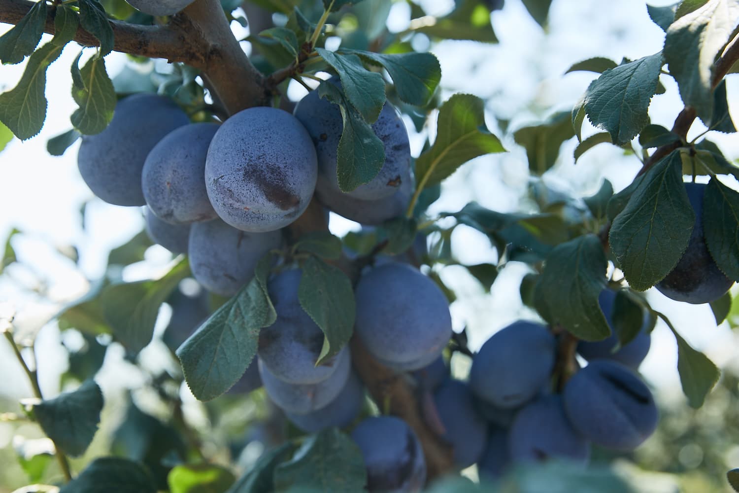 În acest an, recolta de prune va reveni la „normal”