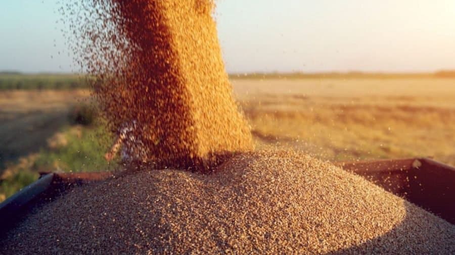 Cine sunt cei care vor putea importa cerealele în Republica Moldova