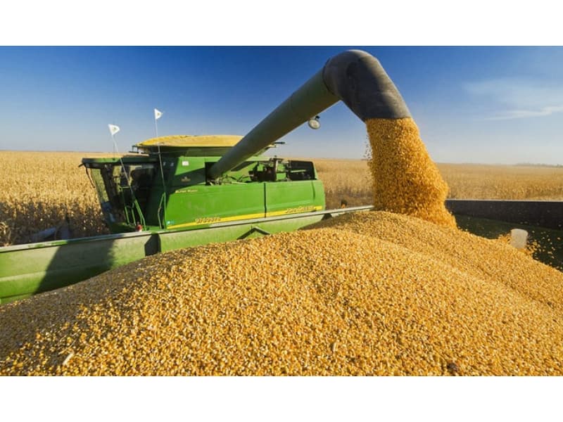 Producția de porumb a Ucrainei din acest an este cu 17 la sută mai mare decât anul trecut