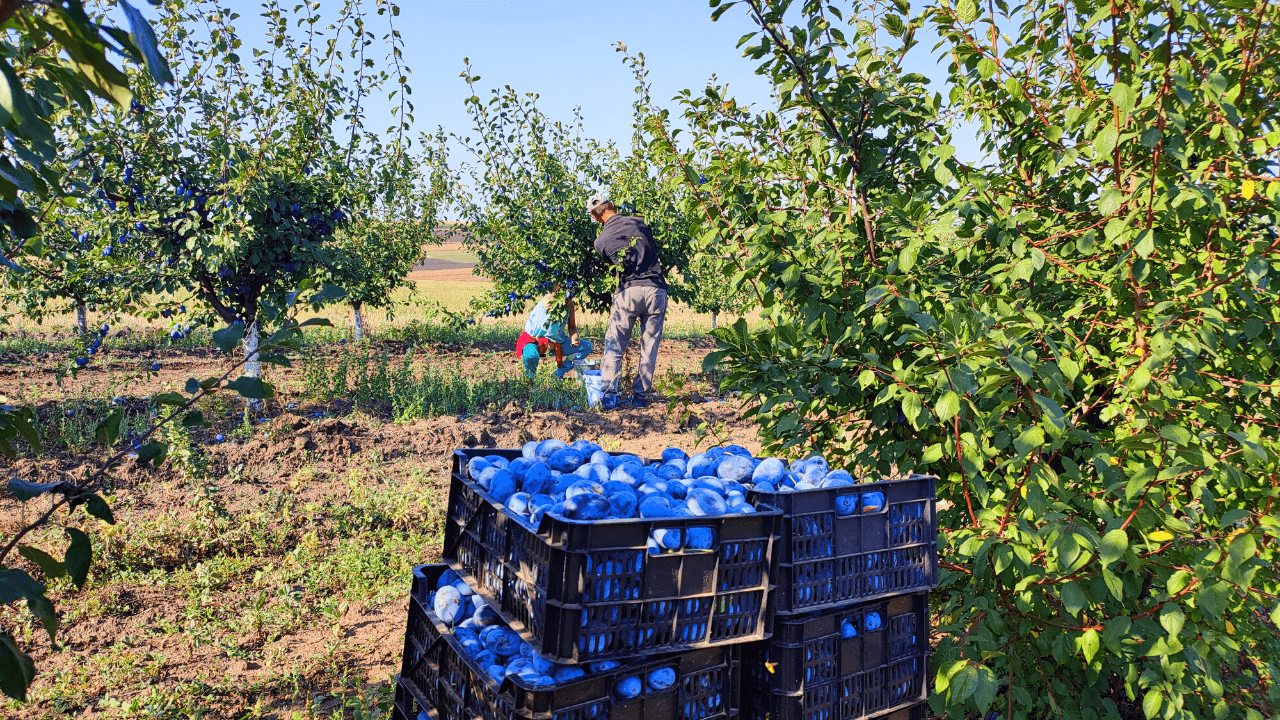 Agricultorii se bucură de o roadă mai bună de prune în acest an