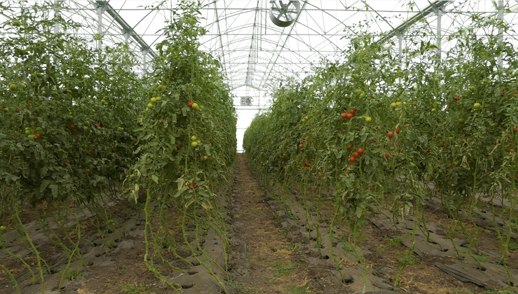 Agricultura 4.0 – Sere moderne. Tehnologii care transformă agricultura