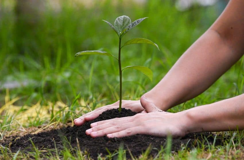În acest an vor fi împădurite șapte mii de hectare de terenuri. Când va fi dat startul campaniei