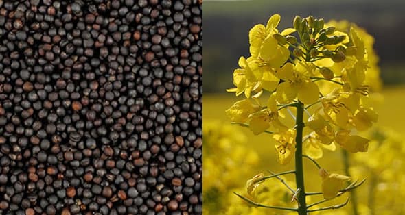 Exportul de rapiță din RM, în creștere. România este principala piață de desfacere