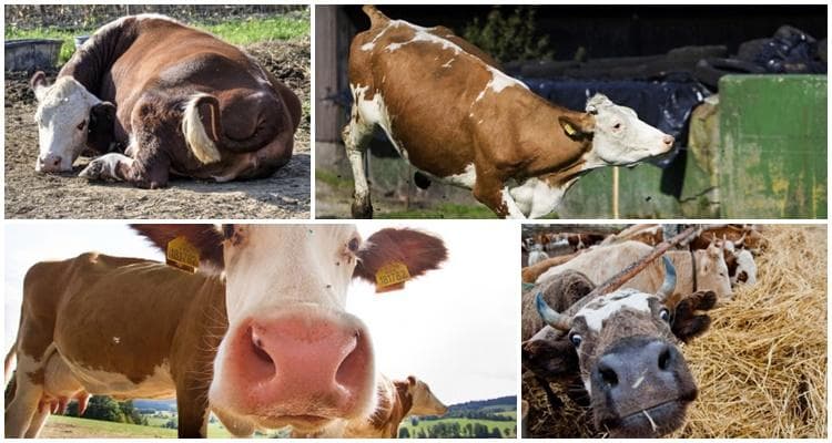 Un caz de rabie la bovine a fost depistat în raionul Rezina