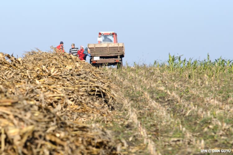 Agricultorii care au suferit pierderi, în urma calamităților din vara anului 2023 își primesc banii