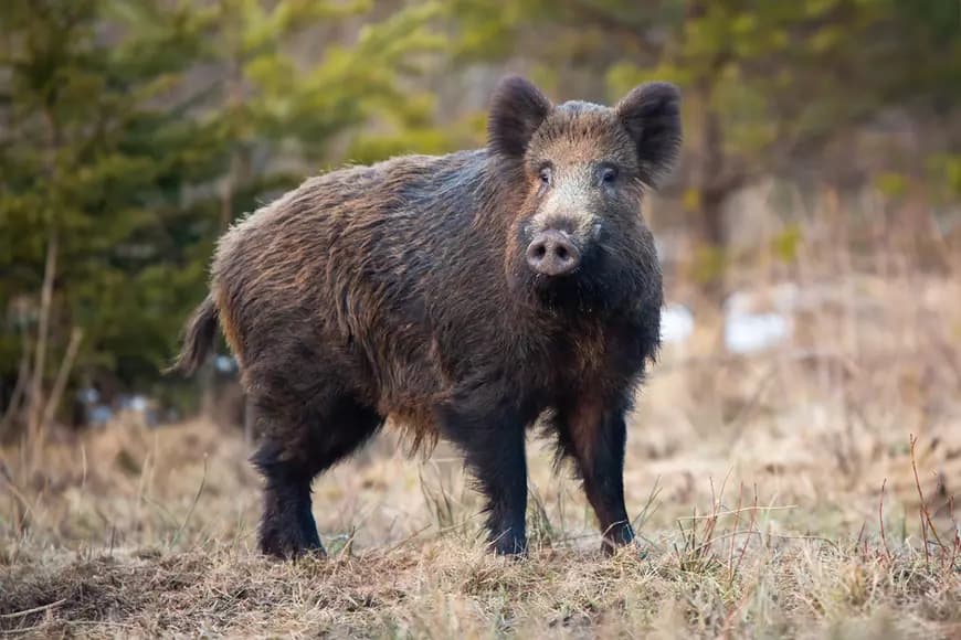 În nordul țării a fost depistat un caz de pestă porcină la mistreţ