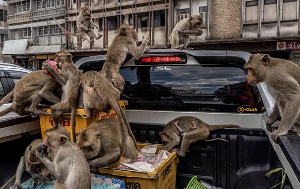 Oraș din Thailanda invadat de maimuțe