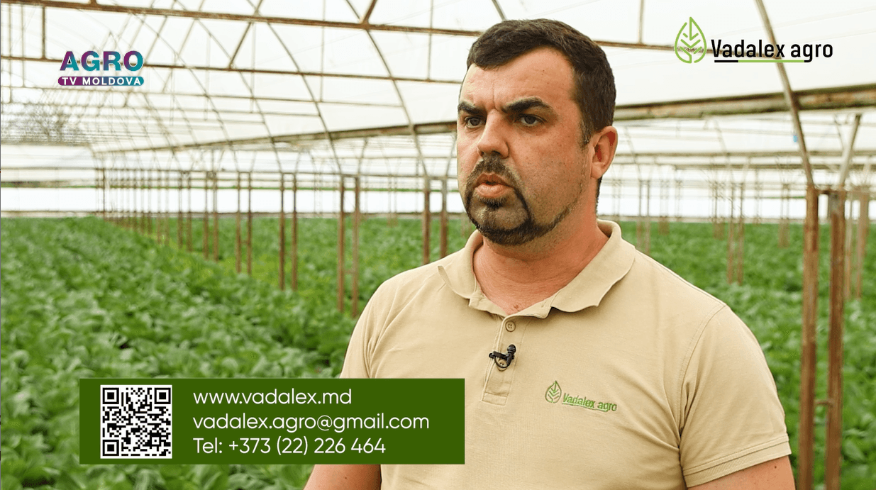 Recomandări de cultivare a verzei extra-timpurii și tomatelor în sere