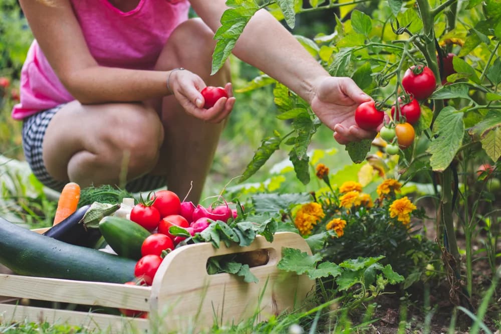 Femeile au format o cooperativă pentru a cultiva legume, într-un sat din nordul Coastei de Fildeș din Africa