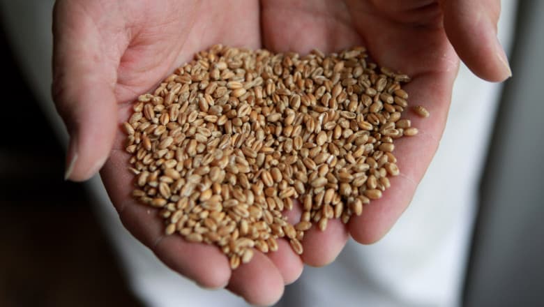 Cultivarea grâului modificat genetic, aprobată în SUA