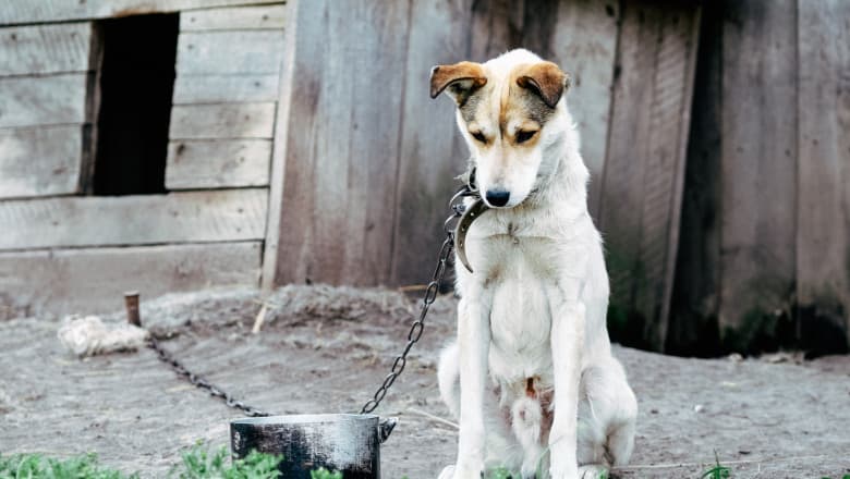 ONG-urile din România cer măsuri urgente pentru eliberarea animalelor în fața vremii extreme