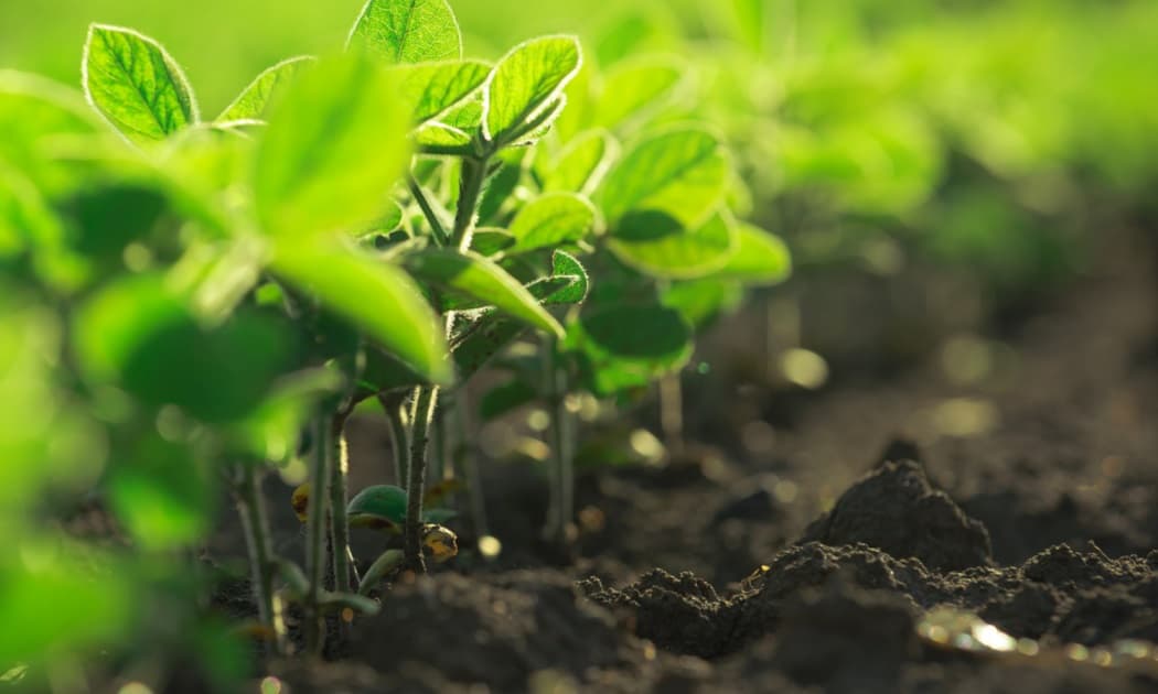 ANSA promovează producerea materialului săditor conform cerințelor UE