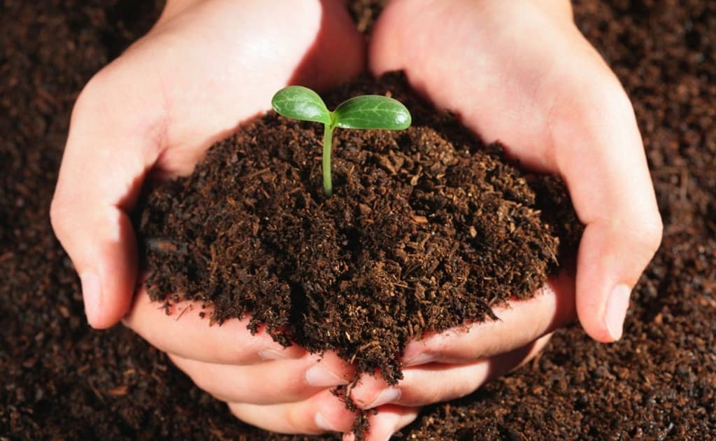 Guvernul aprobă legea fertilizanților autohtoni: acces mai ieftin pentru agricultori