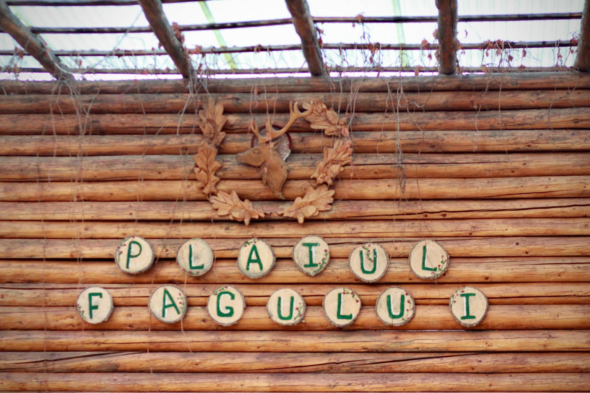 Rezervația Naturală „Plaiul Fagului” – un colț unic de natură sălbatică din Codrii Moldovei
