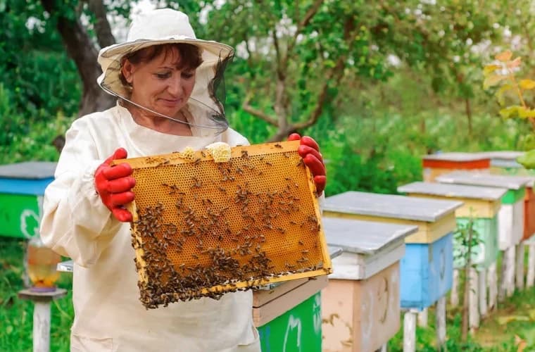 Apicultorii din Moldova invitați la Moldova Honey Awards 2025