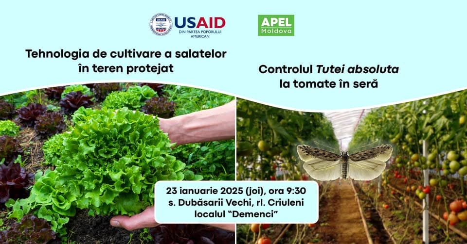 Atelier pentru legumicultori la Criuleni: „Tehnologia de cultivare a salatelor în teren protejat. Controlul Tuta absoluta la tomate.”